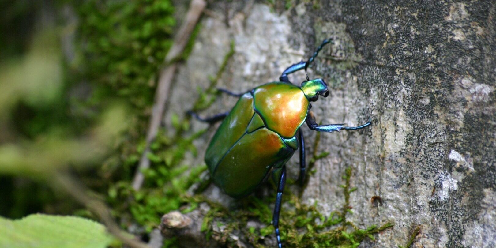 green-june-beetle-on-tree-bark-with-green-mosh-in-closeup-794464
